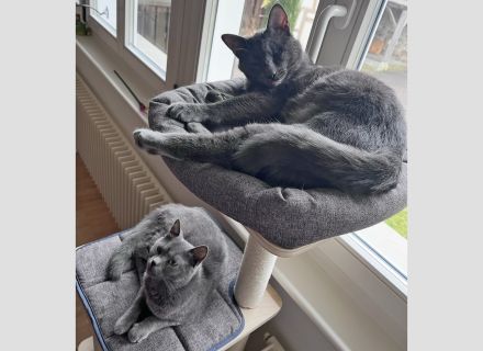 Luna & Muffin (DIREKTVERMITTLUNG)