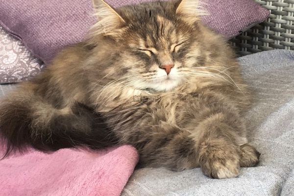 Vermisst: Katze im Raum 8240 Thayngen (SH)