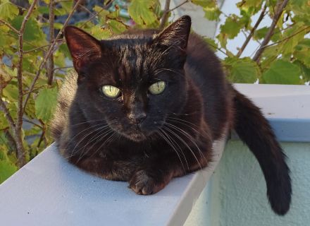 Luna (DIREKTVERMITTLUNG)