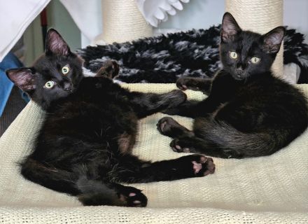 Bodhi & Nova (RESERVIERT)