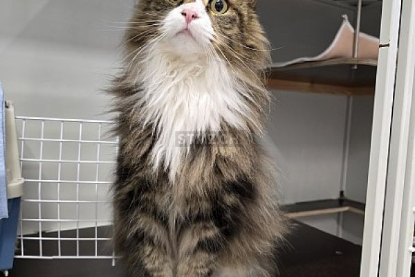 Gefunden: Katze im Raum 8222 Beringen (SH)