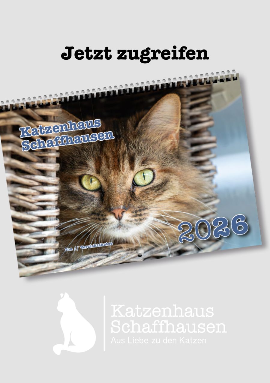 *** Stille Nacht – Heilige Nacht – unser Katzenkalender 2026 ist da! ***