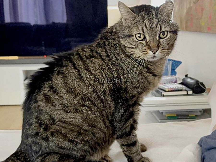 Vermisst: Katze im Raum 8212 Neuhausen (SH) «Marduk»