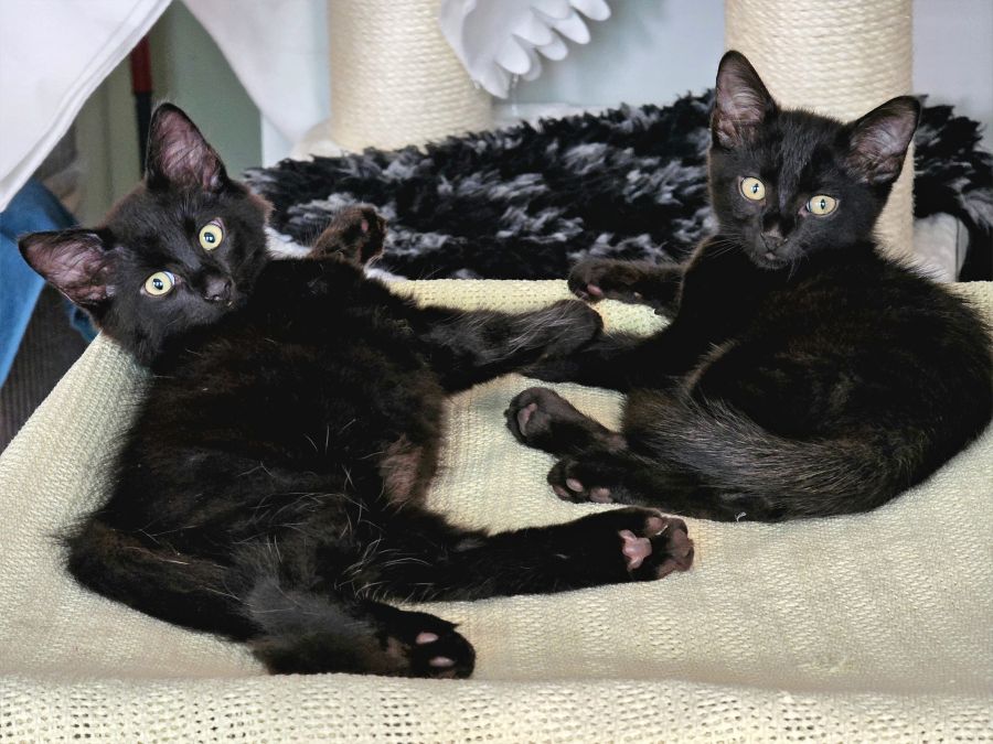 Bodhi & Nova (RESERVIERT)