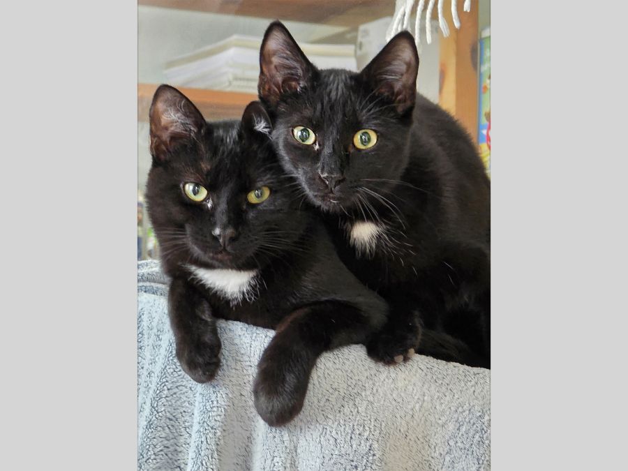 Marcos & Benito
